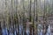 Congaree National Park in Winter