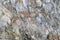 Conglomerate rock closeup texture