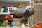 Congo African Grey