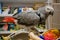 Congo African Grey