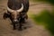 Congo buffalo looking up at the camera