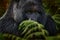 Congo mountain gorilla. Gorilla - wildlife forest portrait . Detail head primate portrait with beautiful eyes. Wildlife scene from