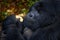 Congo mountain gorilla. Gorilla - wildlife forest portrait . Detail head primate portrait with beautiful eyes. Wildlife scene from