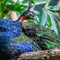 Congo Peafowl, Peacock, African Peafowl