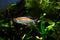 Congo tetra, dominant male of popular aquatrade ornamental species, endemic of African Congo river basin, Characin