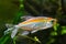 Congo tetra, Phenacogrammus interruptus, endemic of African Congo river basin, healthy Characin fish in natural biotope aqua