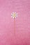 Congratulations and a Daisy on a pink Brilliant background. mockup greeting card, selective focus