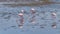 Congregation of greater flamingos  Phoenicopterus ruber roseus foraging for food with heads down in shallow water with reflectio