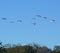 A congregation of White Ibis will often fly for miles looking for food