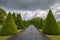 Conical green trimmed thuja in Saint - Emilion, Bordeaux