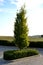 Conical from ground branched hornbeam in an island in the parking lot of gray interlocking paving with undergrowth of pruned