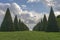 Conical hedges lines and lawn, Versailles Chateau, France