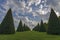 Conical hedges lines and lawn, Versailles Chateau, France