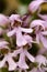 Conical orchid flower detail â€“ Orchis conica