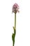 Conical orchid - Orchis conica