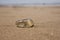 Conical sand snail egg sac on sandy beach