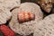 Conical seashell with orange ornaments on white surface. Various corals with interesting surface structure Seashells laid on coral