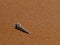 Conical shell on a golden sand beach