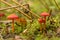 Conical wax cap, Hygrocybe conica
