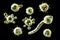 Conidiobolus coronatus microscopic fungi, 3D illustration. Tropical fungus, causes polyps or under skin masses in nasal cavity