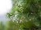 Conifer branches sparkle beautifully in defocus