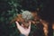 Conifer cone And fern in the jungle,Hand is holding