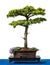 Conifer cyprus cedar as bonsai tree