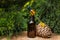 Conifer essential oil - juniper in a dark glass bottle, pine cone, bush, outdoors, close up,