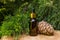 Conifer essential oil - juniper in a dark glass bottle, pine cone, bush, outdoors, close up,