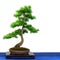 Conifer european larch Larix decidua as bonsai tree