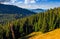 Conifer forest in classic Carpathian mountain valley Landscape