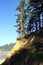 Conifer forest perches on eroding bluffs