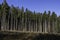 Conifer forest in Vosges, France