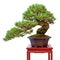 Conifer japanese white pine as bonsai tree