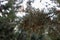 Conifer male cones. young male pollen flowers on a tree growing in evergreen coniferous forest