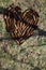 Conifer Pine Cones Shaped into a Heart on Grassy Field