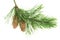Conifer pine tree cone. coniferous twigs with fir needle foliage. pine isolated. Medicinal plants. New Year. Green decor