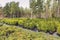 Conifer plants in pots at outdoor tree nursery