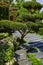 Conifer and slate path with bark mulch and native plants in Japanese garden. Landscaping and gardening concept