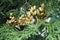 Conifer Thuja Orientalis: a close up of the immature seed cones. Thuja branch leaves with tiny cones