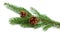 Conifer tree branch isolated. Nature Symbol of Christmas and Ne