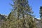 Conifer tree in foreground near KlÃ¶ntalersee lake