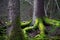 Conifer tree in wilderness area