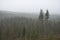 Conifer trees on gloomy grey foggy day