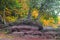 Conifer trees on rocky terrain along with fall foliage in Michigan upper peninsula wilderness forests.