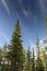 Conifer trees at Swedish Lapland