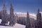 Conifer trees in winter in Black Forest, Germany