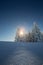 Conifer trees in winter in Black Forest, Germany