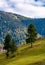 Conifer tress on grassy hillside in autumn