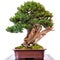 Conifer yew Taxus cuspidata as bonsai tree
